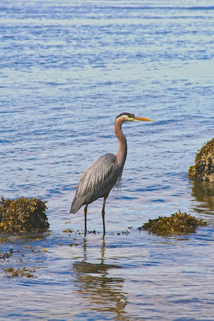 Blauwe reiger aan de oever in Vancouver