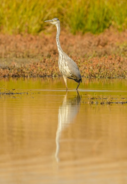 Blauwe reiger die in ondiep water in wild zonlicht loopt