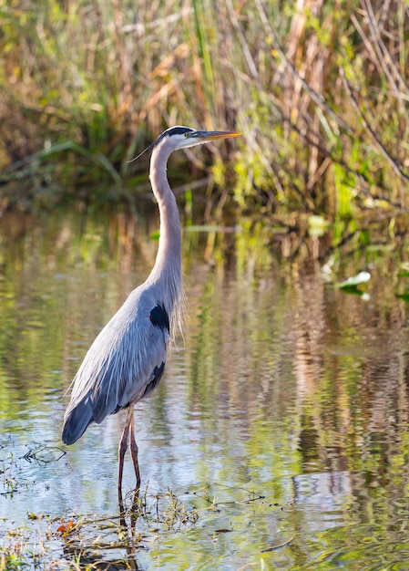 Blauwe reiger in everglades np, florida