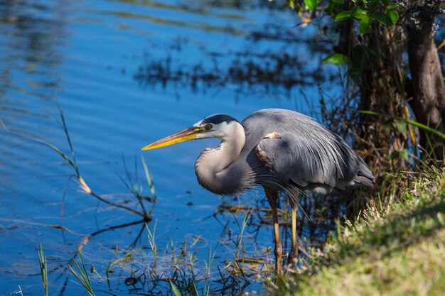 blauwe reiger