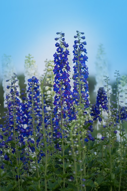 Blauwe ridderspoorbloem op natuurlijke achtergrond