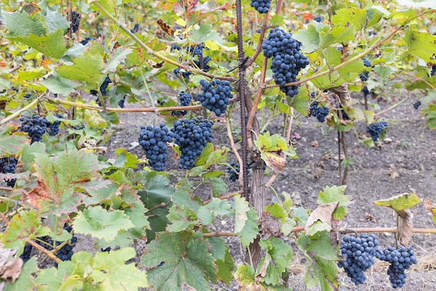 Blauwe rijpe gedeeltelijk gedroogde druiven in wijngaard Herfstseizoen oogsttijd Wijnbouw wijnbouw