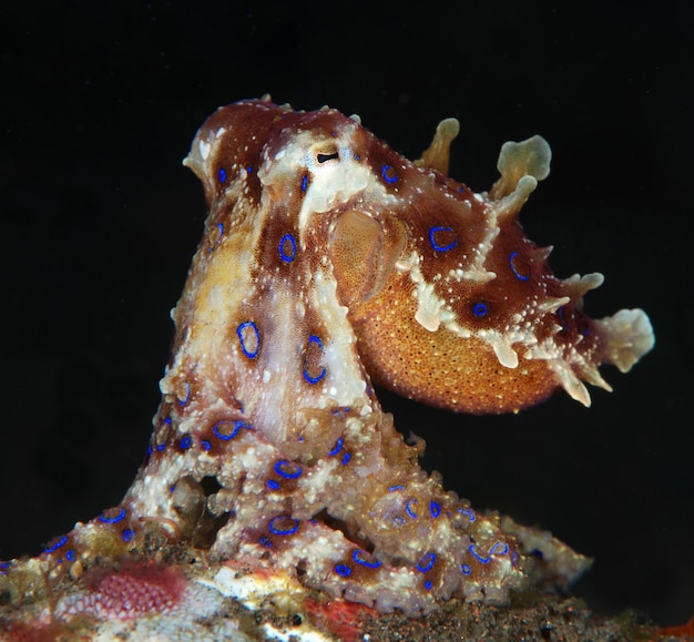 Blauwe ringoctopus. Onderwater macroleven van Bali.