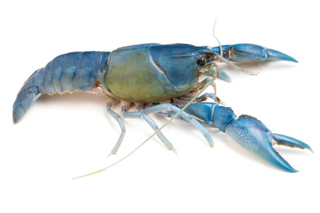 Foto blauwe rivierkreeft cherax destructor op witte achtergrond