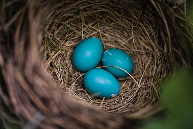 Blauwe Robin-eieren in een Nest