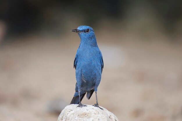 Foto blauwe rotsduif monticola solitarius