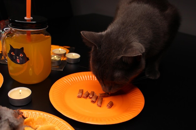 Foto blauwe russische grijze kat die eet van een oranje papieren bord een kruik vol frisdrank aangestoken kaarsen halloween feest