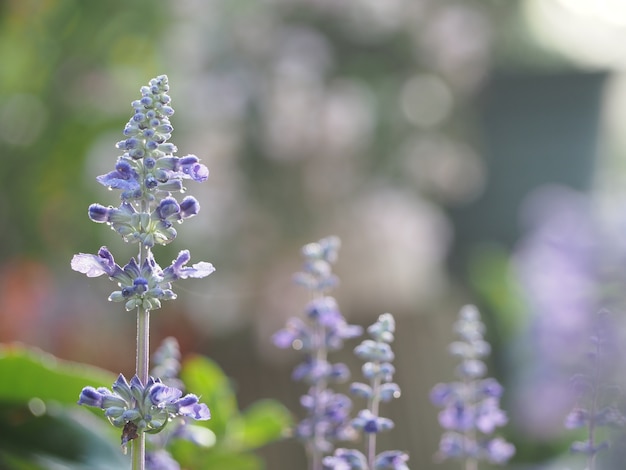 blauwe salvia achtergrond