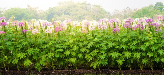 Blauwe salvia en spinbloem