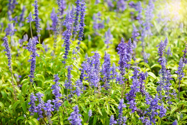 Blauwe salvia paarse bloemen