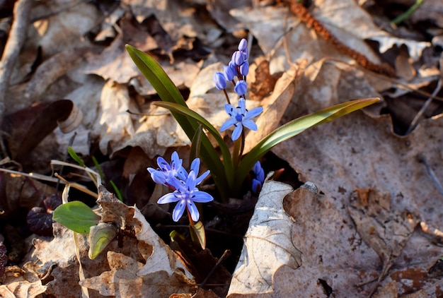 Blauwe scilla (Scilla siberica) bloeit in het lentebos van Krasnodar