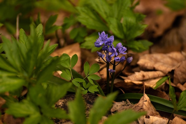 Blauwe scilla siberica of scilla siberica vroege bloemen