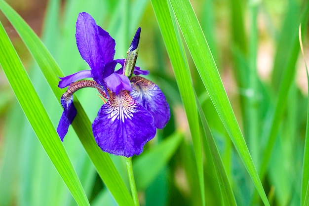 Blauwe Siberische irisbloem in de tuin