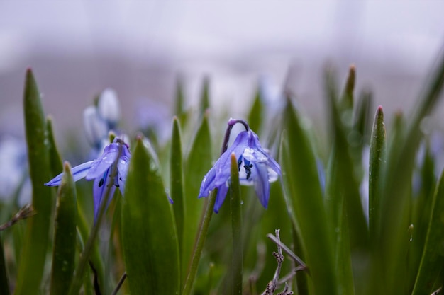 Blauwe sneeuwklokjes groeiden in de lente