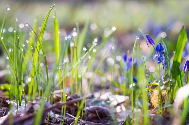 Blauwe sneeuwklokjes in de foto van het de lente bospanorama. Scylla bloeit in het Park close-up met een plek voor uw unieke test. Blauwe bloemen in het voorjaar forest