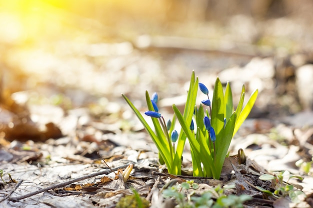 Blauwe sneeuwklokjes in het de lentebos, de eerste bloemen van de lente, close-up, met zacht zonlicht