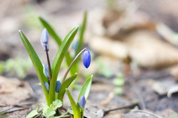 Blauwe sneeuwklokjes