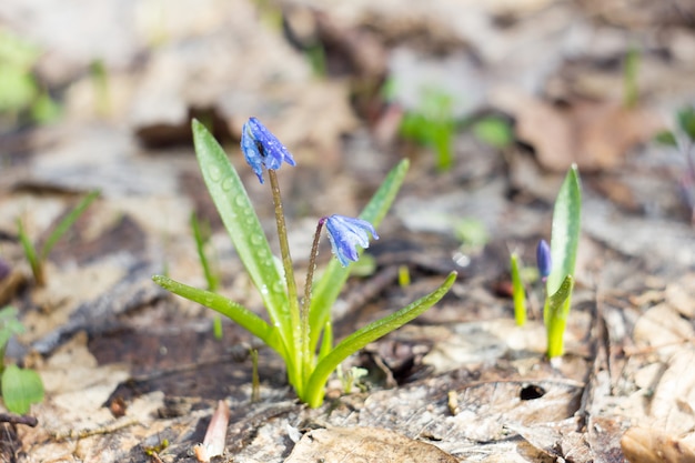 Blauwe sneeuwklokjes