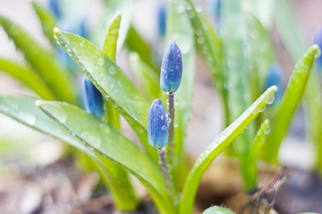 Blauwe sneeuwklokjes