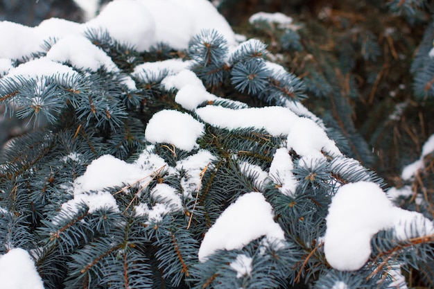 Blauwe spar bedekt met sneeuw Een boom in de sneeuw