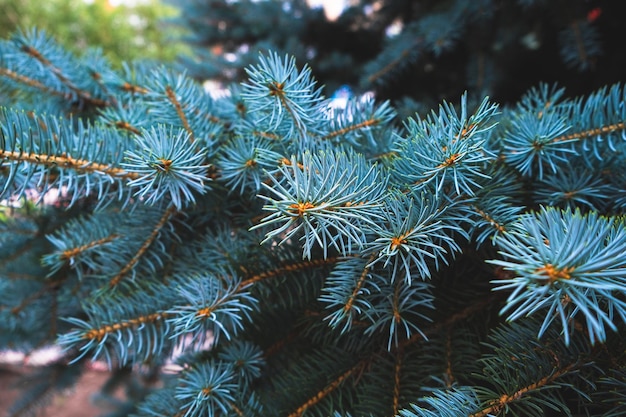 Blauwe spar tak natuur groenblijvende naaldbomen.