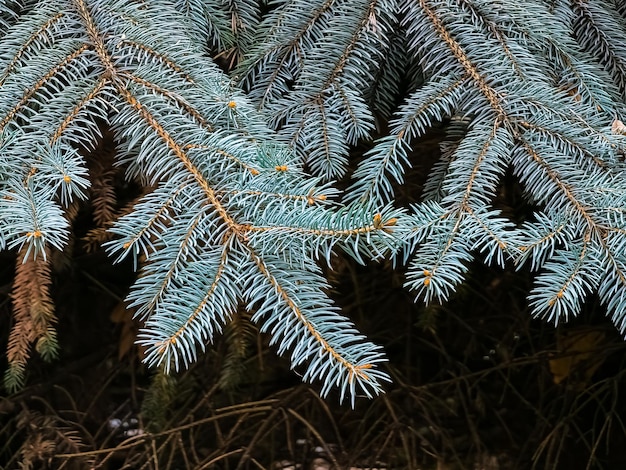 Blauwe sparren takken met naalden op een donkere achtergrond Blauwe sparen met de Latijnse naam Picea pungens