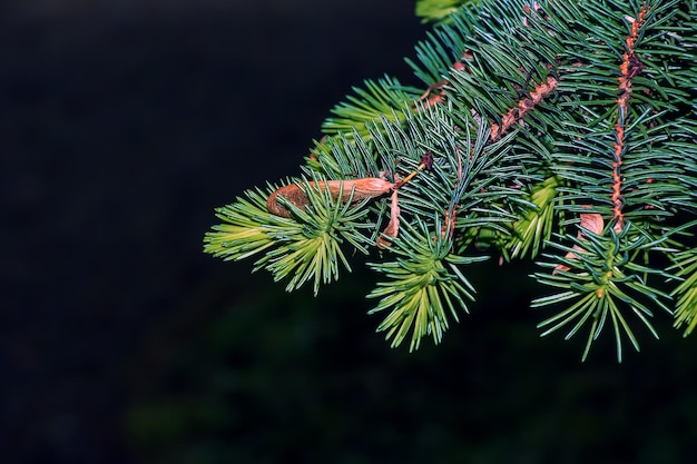 Blauwe sparren takken met naalden op een donkere achtergrond Blauwe sparen met de Latijnse naam Picea pungens