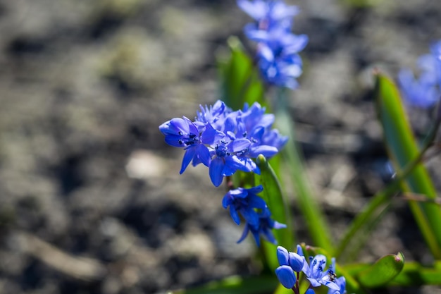 Blauwe squills paarse lente bloemen achtergrond Wild klokje in de lente