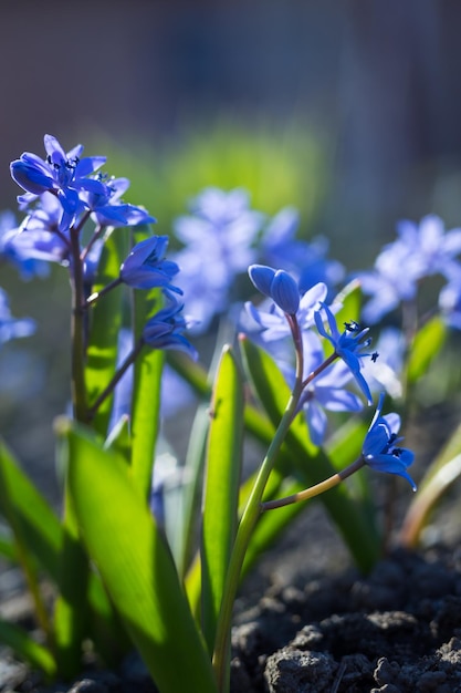 Blauwe squills paarse lente bloemen achtergrond Wild klokje in de lente