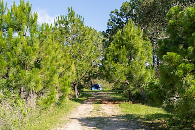 Blauwe tent aan het einde van de weg in het park