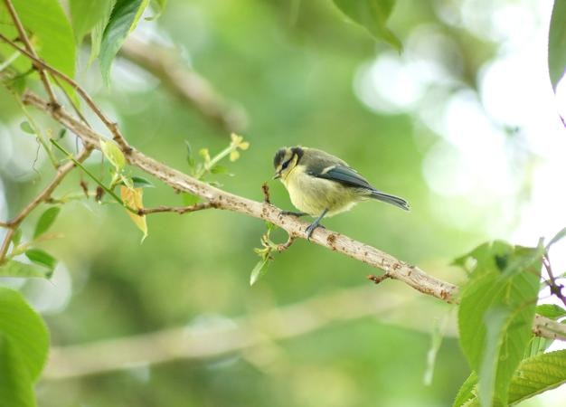 Blauwe tit die op een tak van een plant zit