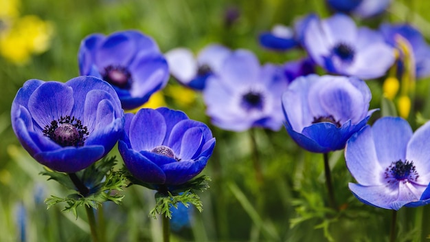 Blauwe tulpen in Nederland Selectieve aandacht Holland