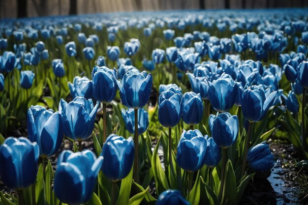 Foto blauwe tulpen pad in het zonlicht