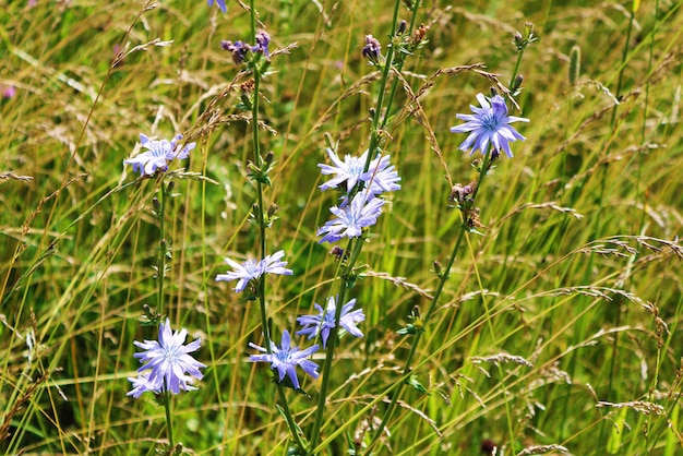 Blauwe veld wilde bloemen van witlof plant