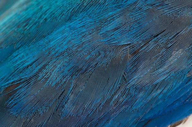 Blauwe verenkleed textuur, veer achtergrond. de turkse ijsvogel (todiramphus chloris)