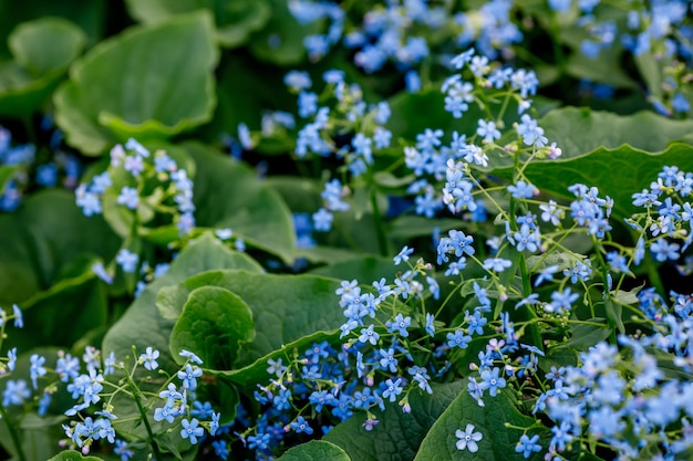 Blauwe vergeet-mij-nietjebloemen in de tuin
