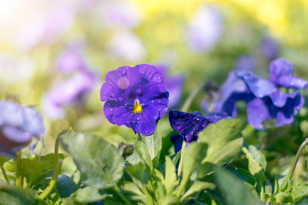 Blauwe viooltjesbloemen in zonlicht en dauw