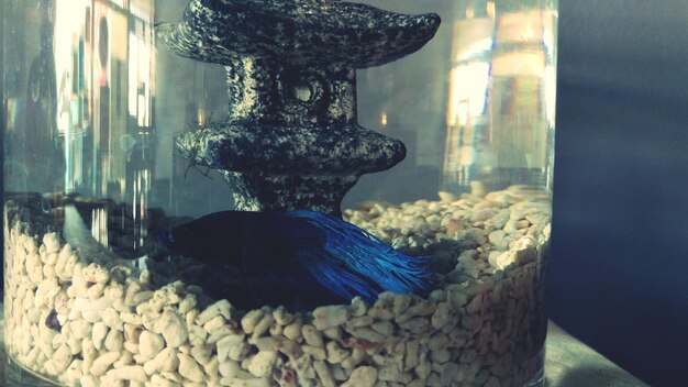 Foto blauwe vis in een akwarium