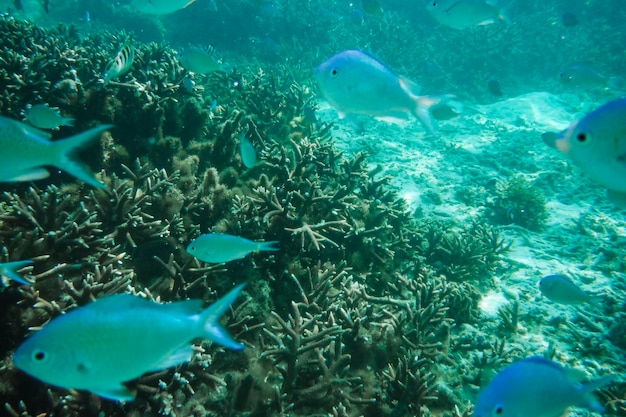 Blauwe vissen zwemmen in de levendige koraalriffen van Tumon Beach