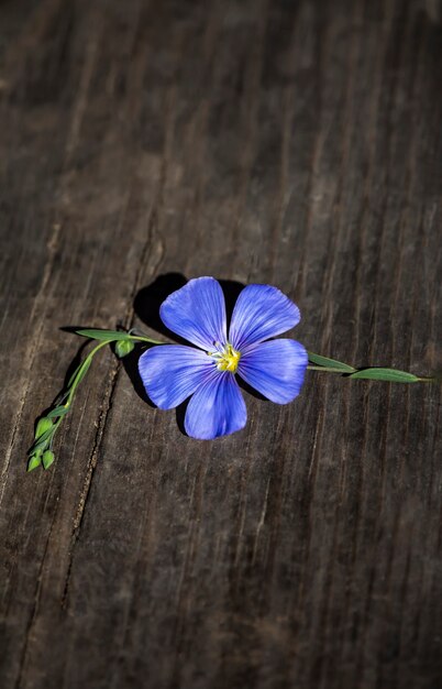 Foto blauwe vlas bloem close-up op een oude houten plank, verticaal.