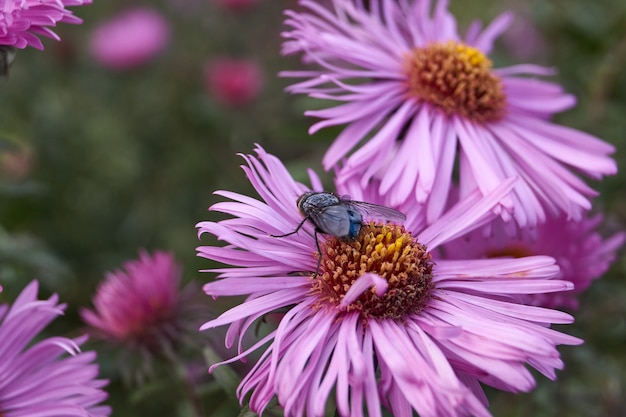 Blauwe vleesvliegen lat Calliphora uralensis verzamelt nectar van bloemen