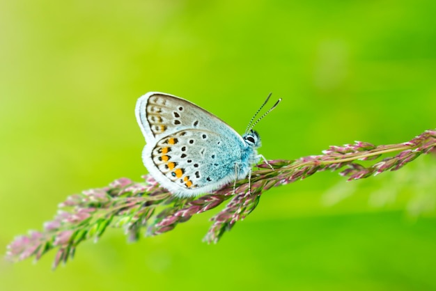 Blauwe vlinder in het groene gras