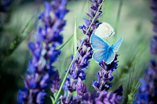 Blauwe vlinder op bloem