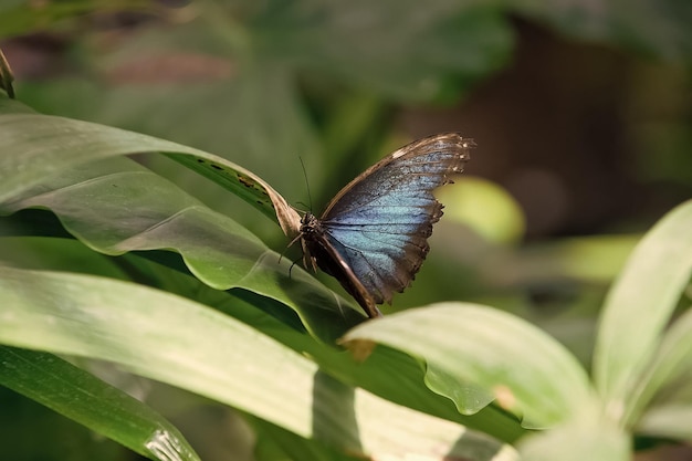 Blauwe vlinder op groen blad zonnig buiten