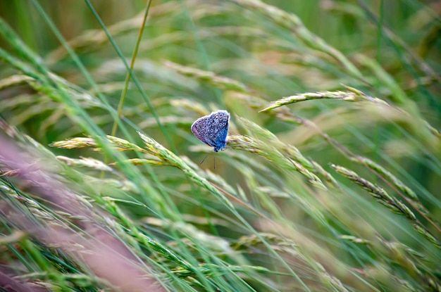 blauwe vlinder Polyommatus icarus zit op het gras