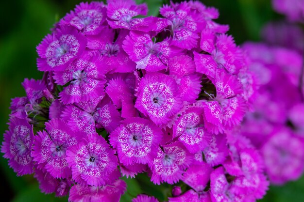 Blauwe vlinders die in kosmosbloemen vliegen tegen een schemerhemel