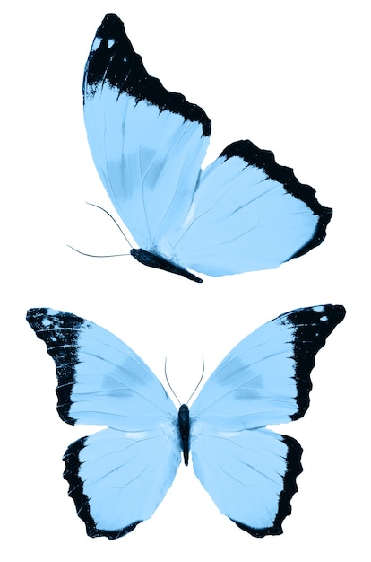 Blauwe vlinders geïsoleerd op een witte achtergrond. tropische motten