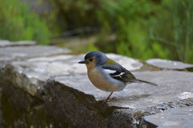 Blauwe vogel op Madeira