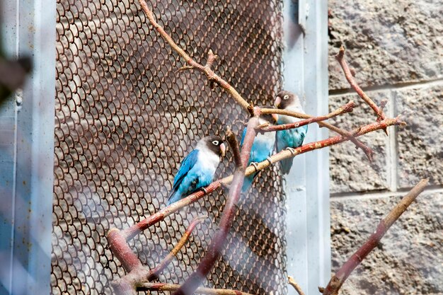 Blauwe vogels papegaaien in gevangenschap voor demonstratie aan dierentuinbezoekers