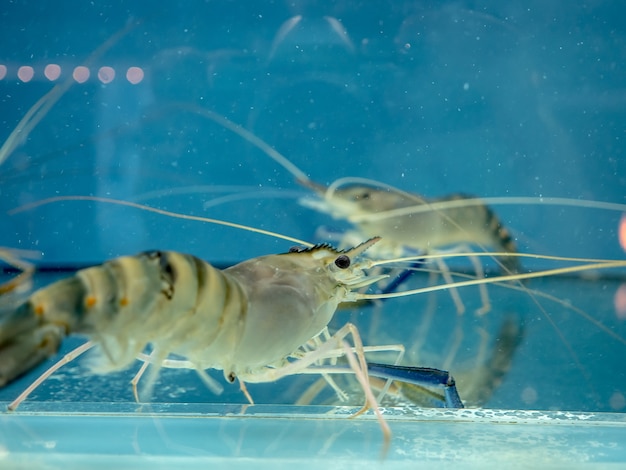 Blauwe wapensgarnalen in de glastank klaar om worden gekookt.